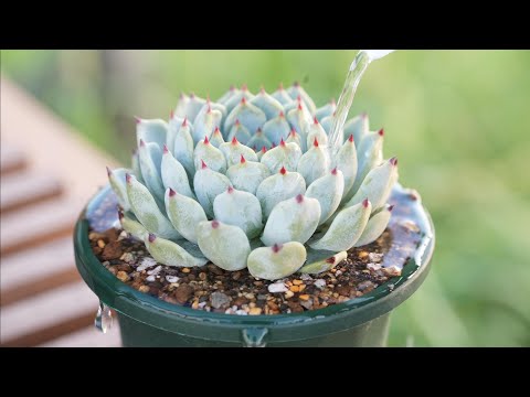 エケベリア 植物