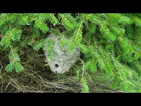 Bald-Faced Hornets Nesting in Eatontown, NJ
