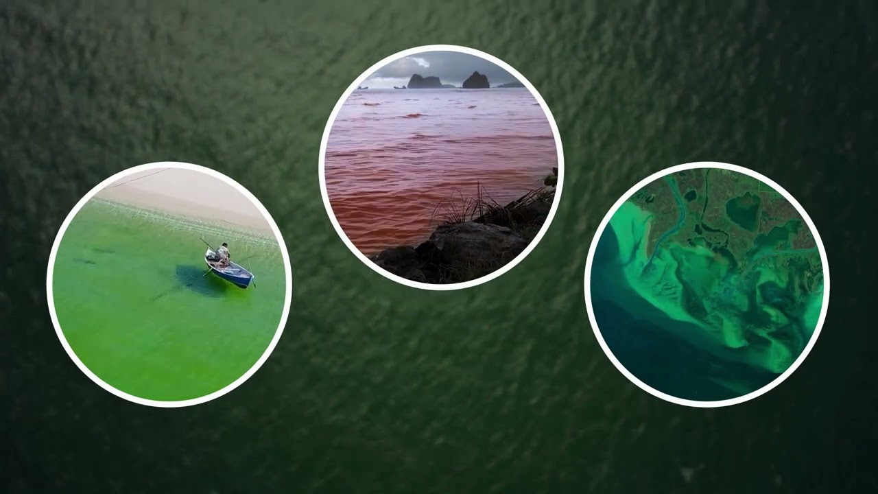 PACE's Data Reveals the Hidden Secrets of Ocean and Atmosphere Exchange of Carbon Dioxide