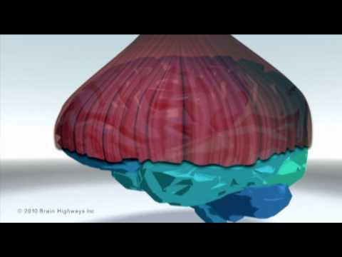 Screenshot of video: Brain Highway- Speech and Language