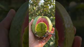 GOIABA MADURA  #SHORTS #VIRAL #FOOD #SABOR