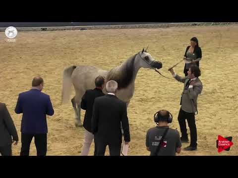 N.21 SHEIKA AL FALA - SEWC 2018 - Junior Fillies (Class 2A)