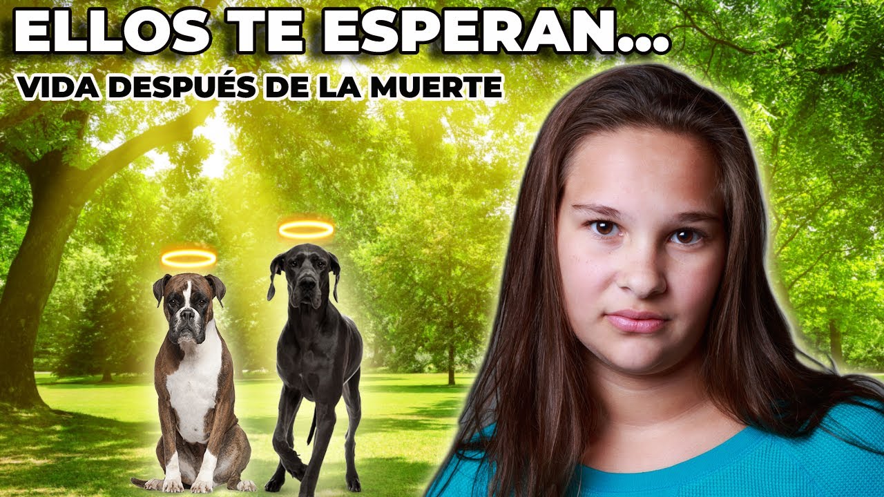 Tus mascotas te esperan tras la muerte...la historia de Lynn | Experiencia Cercana a la Muerte - ECM