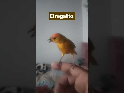 el regalito canario criollo de morales bolivar DJ pony