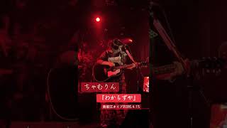 @chamrin_maringo ちゃむりん『わからずや』#ちゃむりん #ライブ #弾き語り #ギター #オリジナル曲 #シンガーソングライター #オリジナル曲 #大阪 #gibson #姫路