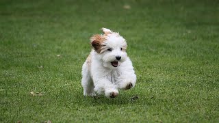 Havanese vs Cavalier King Charles Spaniel: Which is the Right Breed?