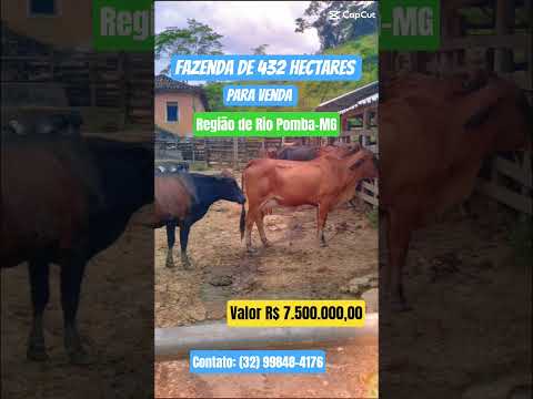 Fazenda na Região de Rio Pomba-MG. #fazenda #fazendas #minas #minasgerais #gado #pecuarista