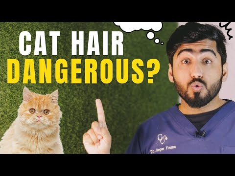 Is Persian Cat Hair Harmful for Humans || Dangerous to inhale or eat? || Animalia Dot Pk