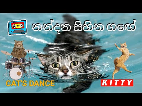 Nandana Sihina Gage Cat's Dance |නන්දන සිහින ගගේ ප්‍රේම දියේ නාලා #cats #catsdance #catsmusic