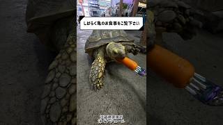 【泳ぐナジェール】亀ちゃん餌やり体験🐢🥕#shorts #滋賀県#栗東市#熱帯魚#水草#泳ぐナジェール#アクアリウム#爬虫類#亀#餌やり