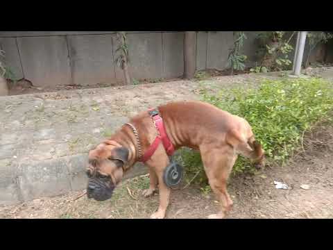 .Kanav demo...#PawanfectWellness #Shorts #YTShorts #YouTubeShorts#trending #pets #reels #roblox