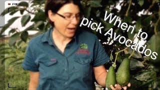 When to Pick Avocados - From the Tree