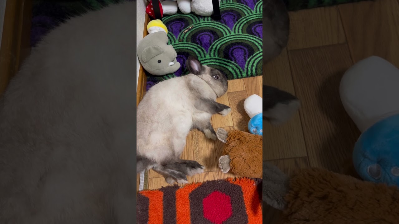 可愛いうさぎが落ちてる