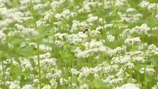 七ヶ宿町で一面に広がるソバの白い花が見頃　長雨の影響で収穫量は例年の半分まで減る可能性も〈宮城〉 (26/08/26 17:51)