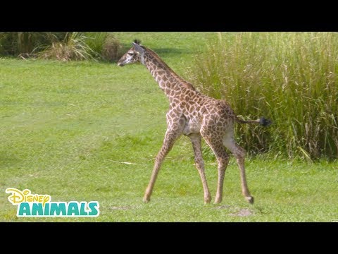 Baby Giraffe🦒| Disney Animals| Disney Junior