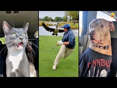 Funny ANIMALS videos 😂 Funniest CATS🐈 and DOGS🐕 2026