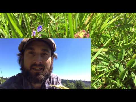 Kleine Kräuterkunde: WIESENKNOPF (Pimpinelle) erkennen & verwenden | Christoph Pollak