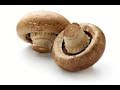 YTP Mushroom