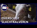 Coronacrisis veroorzaakt overschot slachtkalveren | NU.nl