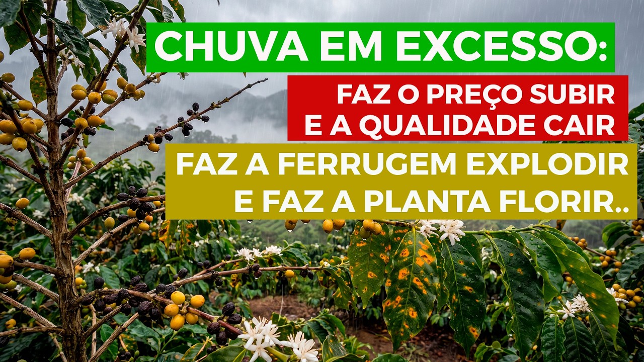 "O Mercado estava esperando para comprar o café mais barato...só que isso não aconteceu|"