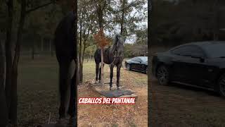 Caballos Del Pantanal - grupo laberinto