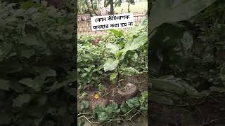 # আমার সবজি বাগানে কোন কীটনাশক ব্যবহার করা হয় না#### No pesticides are used in my vegetable garden