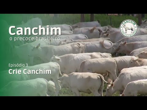 O precoce brasileiro (ep3) - Crie Canchim
