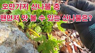 오만가지 산나물 중 맨먼저 맛 볼 수 있는 산나물은?(산나물 재배, 취나물, 곰취, 어수리, 부지갱이나물, …