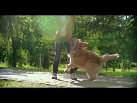 Dogs are the best in the world #shorts