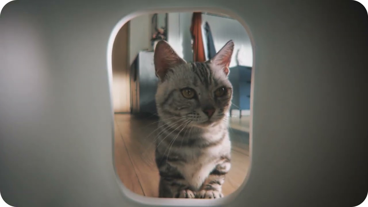 Смарт автоматический лоток PETKIT Pura Max Self-Cleaning Cat Litter Box video preview