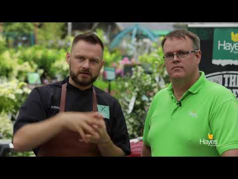 Asian Style Salmon Cooked On The Weber Spirit II E 310 Gas BBQ