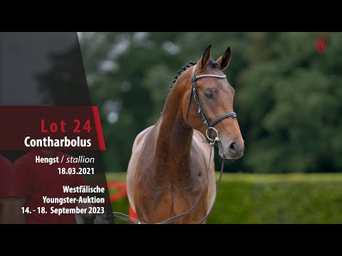 Youngster-Auktion Lot 24 Contharbolus Hengst v. Conthargos - Cornet Obolensky