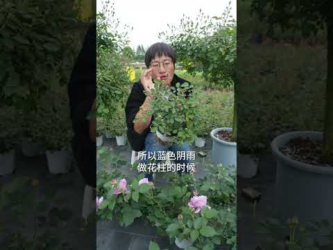 A True Waterfall Rose! The Blue Rain Is Absolutely Breathtaking