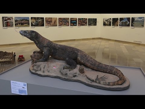 A Komodói Varánusz - Indonézia nemzeti állatának bemutatása