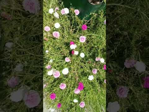 🌹 🌹 🌺 🌺 🌺  natural flowers 🌹🌹🌺🌺🌺