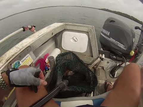 Crazy Jack session in Pumicestone Passge