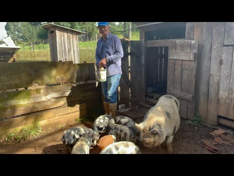 SEBASTIÃO CRIA PORCO COMO ANTIGAMENTE NA URUPEMA