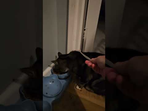 #cat #alphonso #cats #news #meow