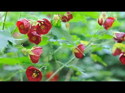 How to Grow Abutilon