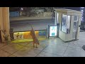 CCTV Catches An Asiatic Lion Entering Junagadh Hotel Asiatic Lion Viral Video