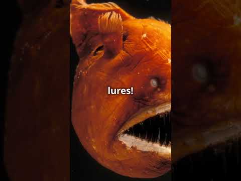 Fascinating Insights into Coffinfish What Makes Them Unique!