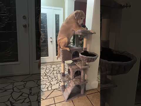 #funnydogs#cute#doglover#doglife#cure#dogshorts#pet#doglife#dogshorts