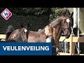 Veulens op de veiling in Delft gaan voor flinke bedragen van de hand - OMROEP WEST