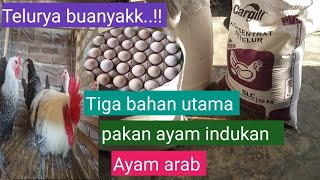 Download lagu Tiga bahan utama adukan pakan indukan ayam arab. mp3