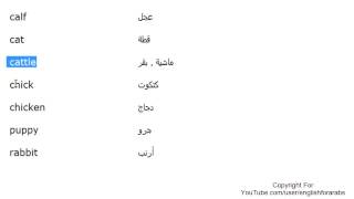 تعلم اللغة الانجليزية الدرس 53 اسماء الحيوانات بالانجليزي الجزء 1