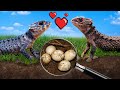 Attempting To Breed My Baby Dragons
