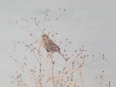 Bird cam - Song sparrow - Mar. 20, 2021