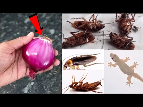 🔴🔴MAGIC ONION || How To Kill Cockroach, Lizard, Within 5 minutes || Home Remedy || Magic Ingredient