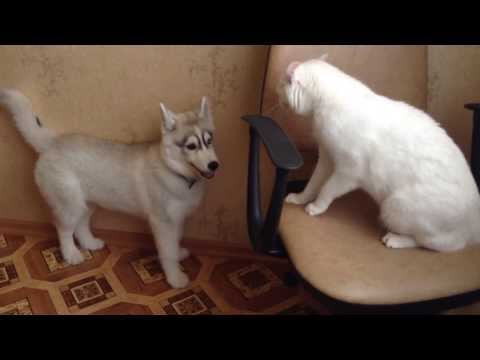 Хаски и кот! Video