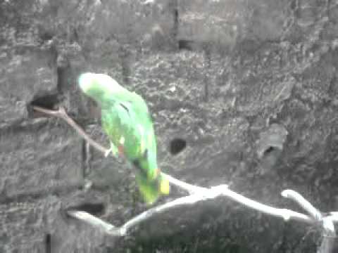 Papagaio Precioso e sua dança